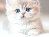 Bulunmaz Rengiyle By Golden British Shorthair