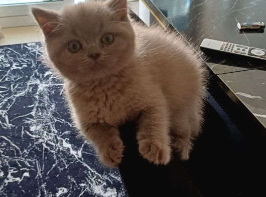 Tatlimi Tatli Top Kafa Bri̇ti̇sh Yavrularimiz görsel