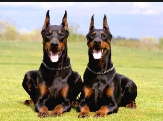 Üst Kalıte King Dobermna Yavrularımız görsel
