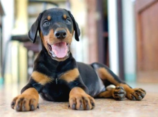 Üst Kalıte King Dobermna Yavrularımız