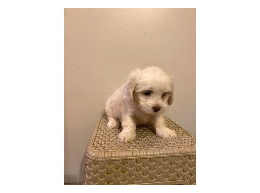 Minnak Maltese Bebeklerimiz