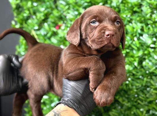 Burkemden A Kalite Kan Labrador Yavrularımız görsel