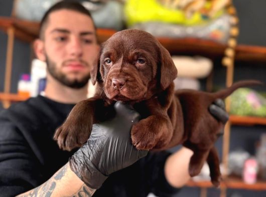 Burkemden A Kalite Kan Labrador Yavrularımız görsel