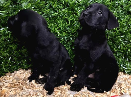Burkemden A Kalite Kan Labrador Yavrularımız görsel