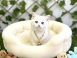 Boncuğum Yakişikli Bri̇ti̇sh Bebek