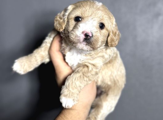 Evinizin Neşesi Olacak Maltipoo Yavrularımız