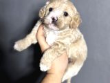Evinizin Neşesi Olacak Maltipoo Yavrularımız