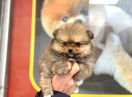 Teacup Kg Garantili Orange Pomeranian Yavrular görsel
