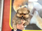 Teacup Kg Garantili Pomeranian Yavrularımız