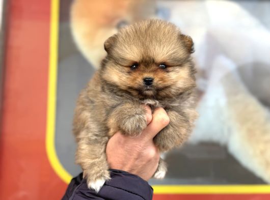 Teacup Kg Garantili Pomeranian Yavrularımız görsel