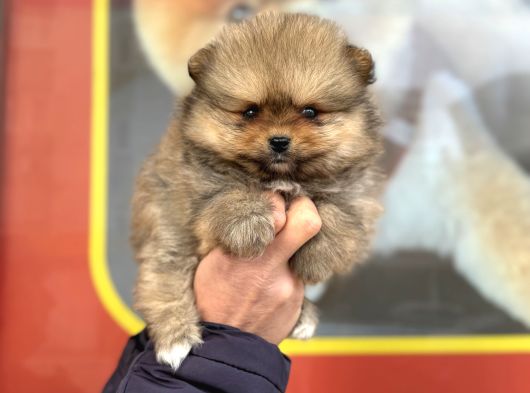 Teacup Kg Garantili Orange Pomeranian Yavrular