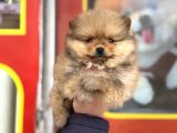 Teacup Kg Garantili Pomeranian Yavrular