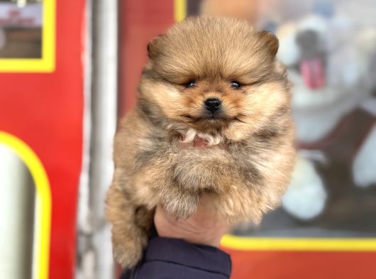 Teacup Kg Garantili Pomeranian Yavrular görsel