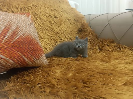 Brtish Longhair görsel