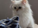 Safkan British Longhair