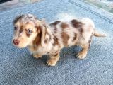 Isabella Merle Dacshund Nadi̇r Renk Long Hai̇r