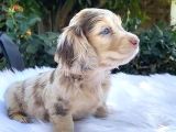 ISABELLA MERLE DACSHUND NADİR RENK LONG HAİR