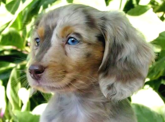 Isabella Merle Dacshund Nadi̇r Renk Long Hai̇r görsel