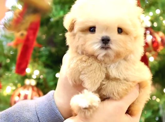 Kore Teacup Babadan Teacup Poodle Bebekler görsel