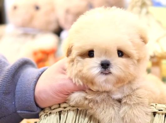 Kore Teacup Babadan Teacup Poodle Bebekler