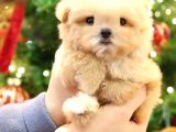 Kore Teacup Babadan Teacup Poodle Bebekler