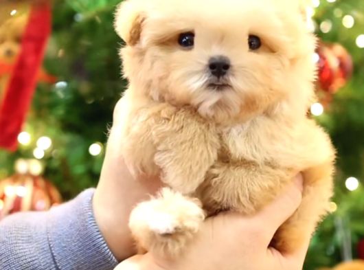 Kore Teacup Babadan Teacup Poodle Bebekler görsel