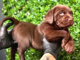 Burkemden a kalite kan labrador yavrularımız