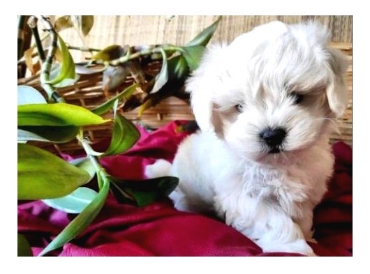 Pamuk Gibi Maltese Bebişler