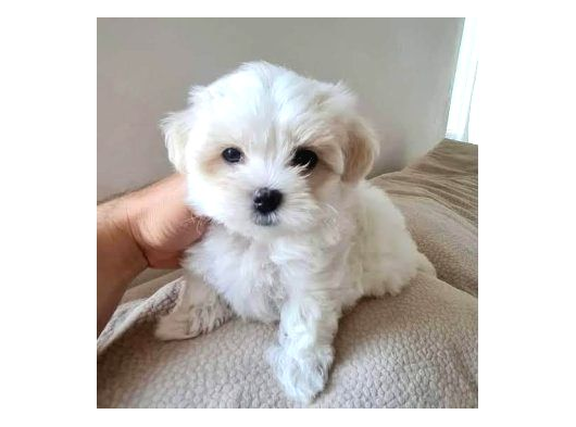 Pamuk Gibi Maltese Bebişler görsel