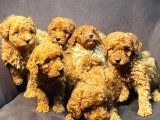 Burkemden Safkan Poodle