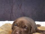Çikolata Labrador Retriever