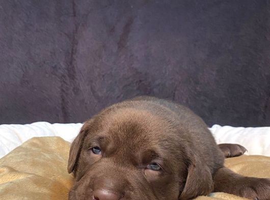 Çikolata Labrador Retriever görsel