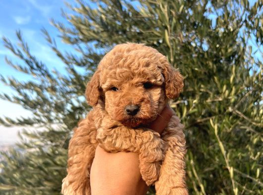 A Kalite Poodle Bebekler görsel