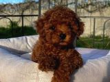 Kalite Arayanlara Red Toypoodle Belgeli Sizlerle