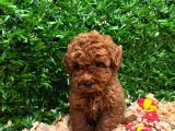 Burkemden Safkan Poodle