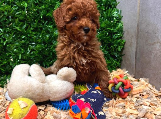 Burkemden Safkan Poodle