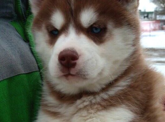 Irk Ve Saglık Garantili Mükemmel Maskeli Kızıl Husky görsel