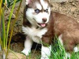 Irk Ve Saglık Garantili Mükemmel Maskeli Kızıl Husky