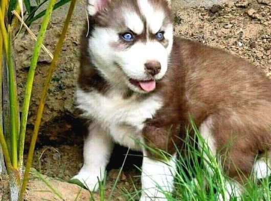 Irk Ve Saglık Garantili Mükemmel Maskeli Kızıl Husky görsel