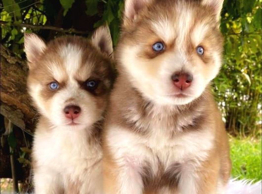 Irk Ve Saglık Garantili Mükemmel Maskeli Kızıl Husky