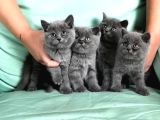 Kedi̇ci̇den Renk Renk British Shorthair Yavrulari Ankara