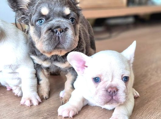 Türkiye Tek Bigrope Fluffy French Bulldog Yavrular