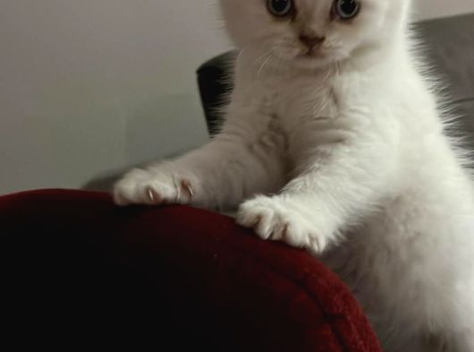 Pamuk Prens Safkan British Shorthair Bebek