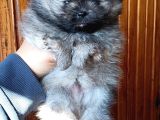 Teacup pom