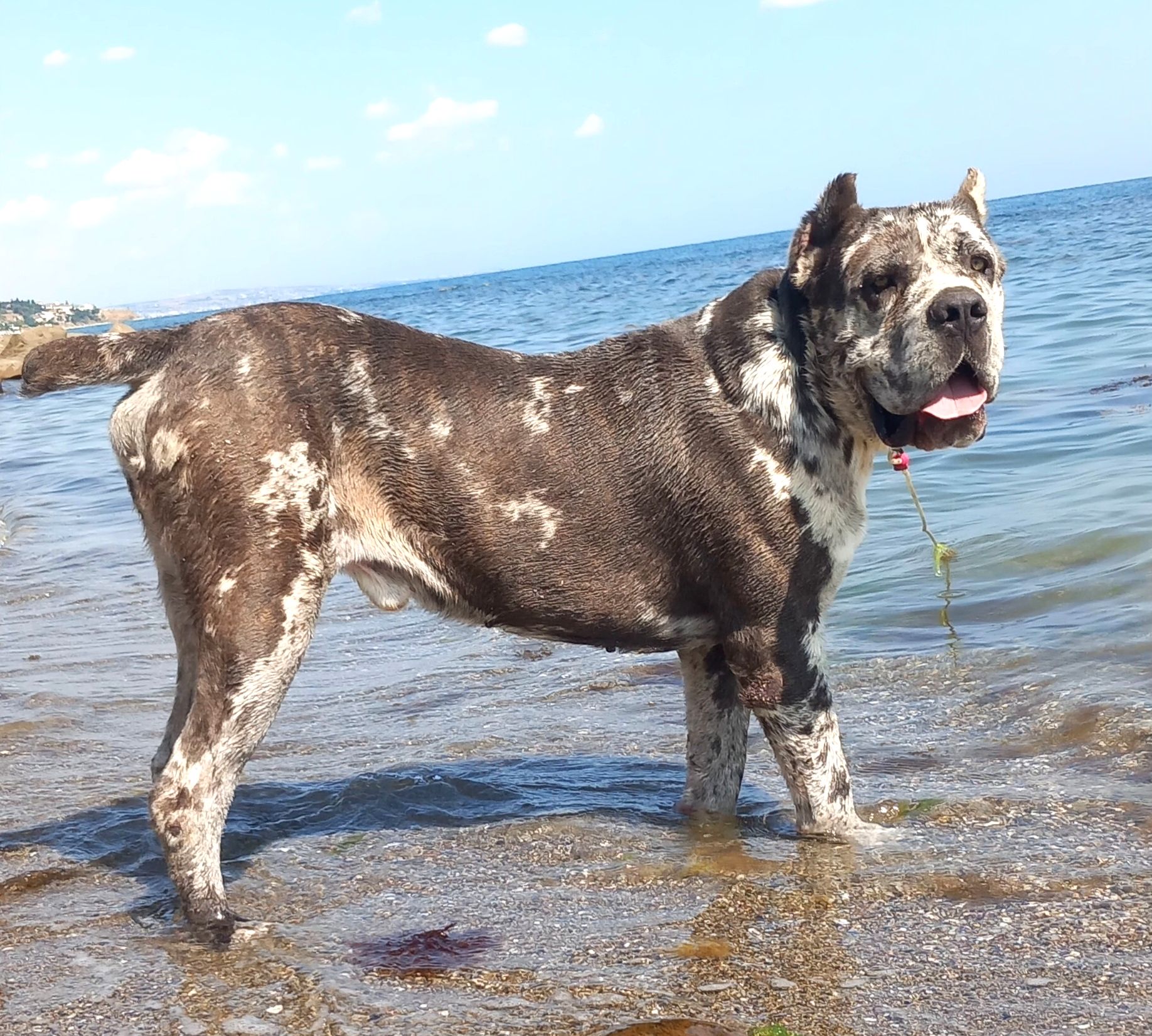Merle Cane Corso Yavrular Patibul merle-cane-corso-yavrular-patibul