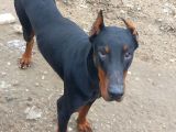 Genç dobermanlar