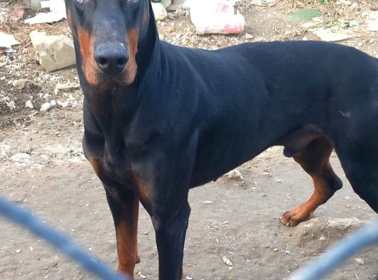 Genç Dobermanlar görsel