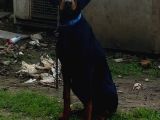 Genç Dobermanlar