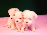Kar Topu Malti̇poo Yavrular