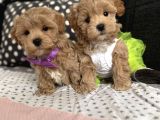 Kore maltipoo tuvalet eğtimli